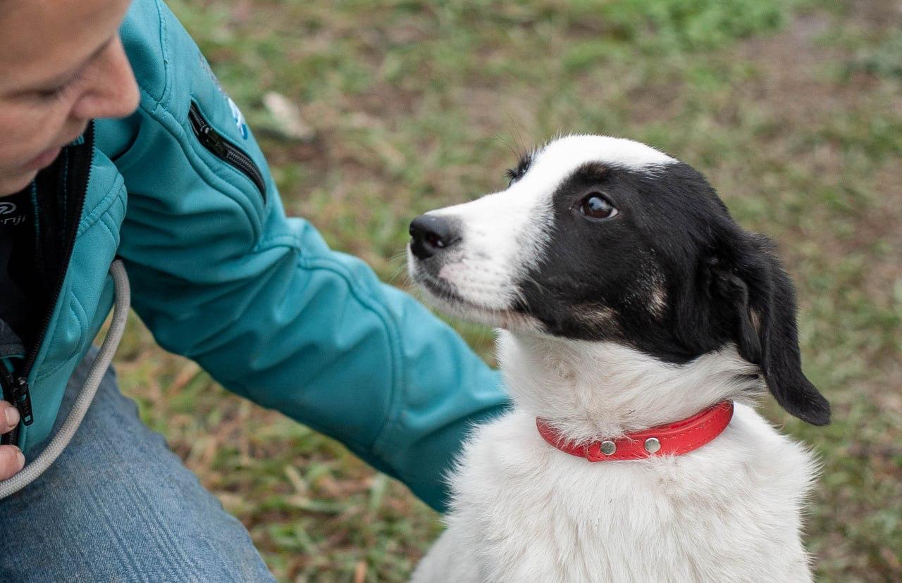 Chiens à adopter